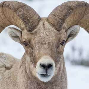 Bighorn Sheep 